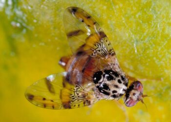 ذبابة الفاكهة