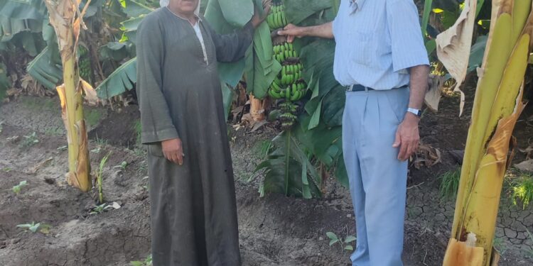 زراعات الموز .. وكيل زراعة أسيوط يتابع حالة المحصول بجزيرة الشيخ حسن 1 زراعات الموز