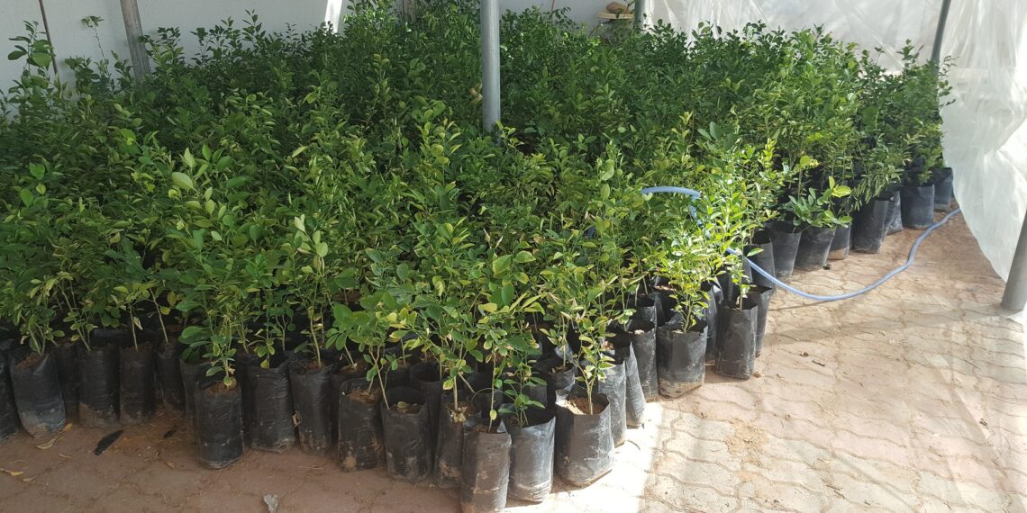 شتلات الليمون