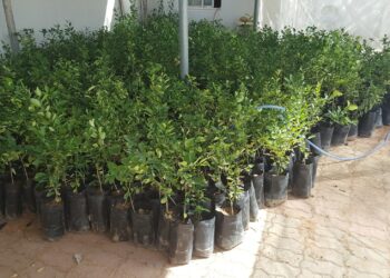 شتلات الليمون