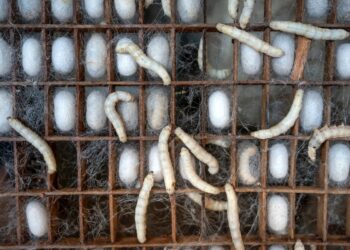 صناعة الحرير