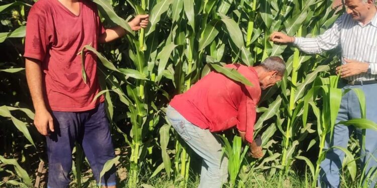 محصول الذرة .. وكيل وزارة الزراعة بأسيوط: الزراعات مبشرة 1 محصول الذرة