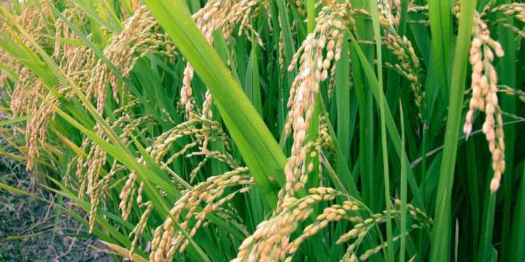 هجن الأرز.. أفضل الخيارات لارتفاع الملوحة ومياه الري المخلوطة 1 التبقع البني