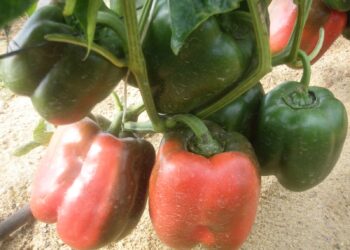 محصول الفلفل الألوان