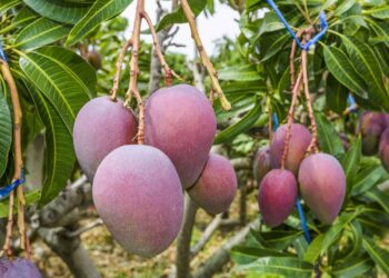 قواعد تعقيم أشجار المانجو