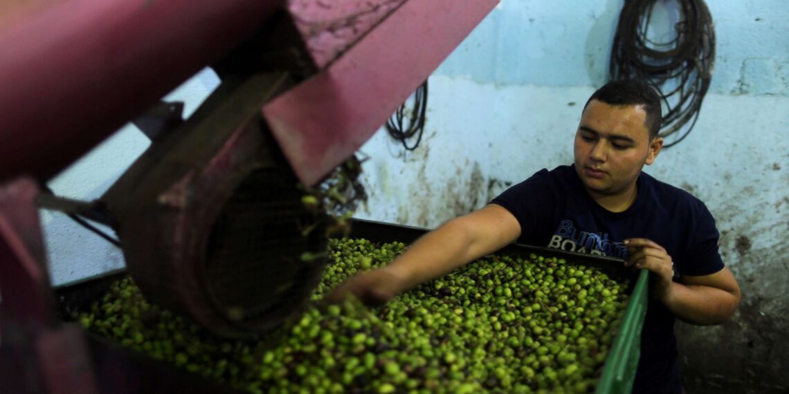 مخلفات عصر الزيتون