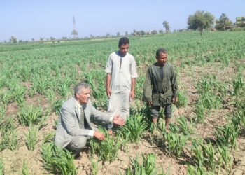 المحاصيل الصيفية