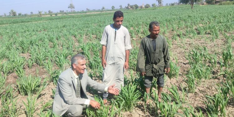 المحاصيل الصيفية .. وكيل زراعة أسيوط يقود سلسلة جولات ميدانية للاطمئنان على حالة الزراعات 1 المحاصيل الصيفية