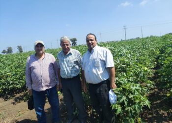 الزراعة تتابع حقول إكثارات القطن و البرامج البحثية فى كفرالشيخ