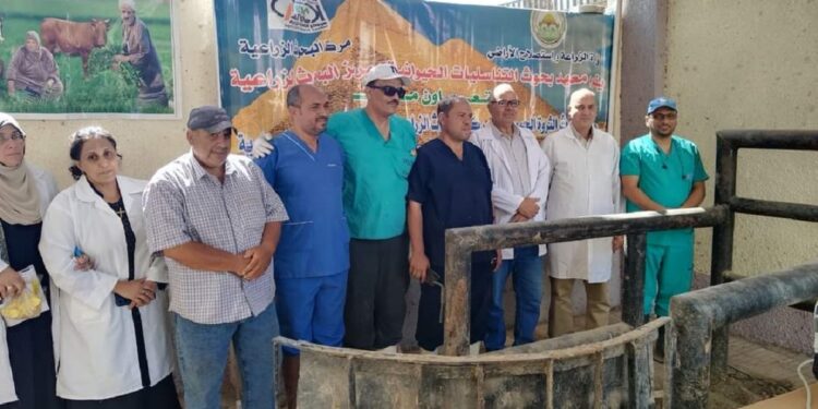 التناسليات الحيوانية