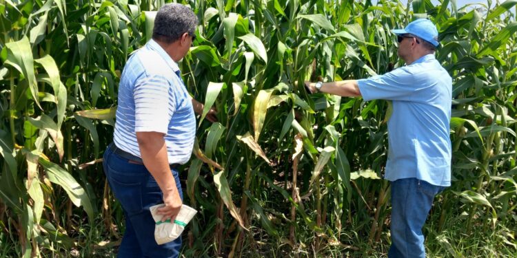 "الزراعة" تطمئن على حالة إكثارات تقاوي الذرة والأرز بـ"البحيرة" 1 الزراعة