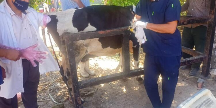 معهد التناسليات الحيوانية يطلق أحدث قوافله البيطرية المجانية بـ"وادي النطرون" 1 معهد التناسليات الحيوانية