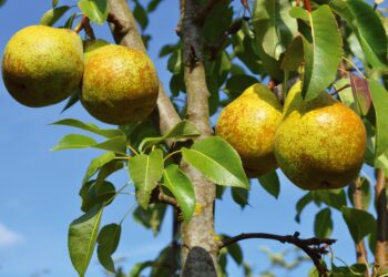 أشجار الكمثرى