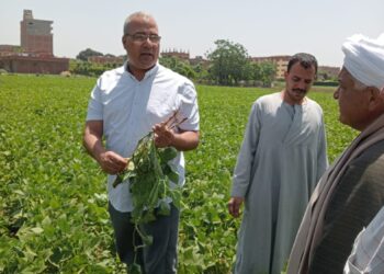 أمراض النباتات