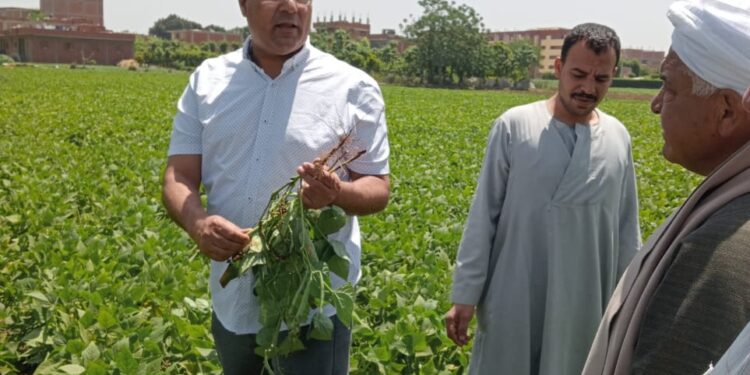 أنشطة معهد أمراض النباتات البحثية والخدمية والإرشادية والتدريبية خلال يوليو 2022 1 أمراض النباتات