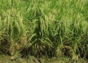 الأرز البسمتي