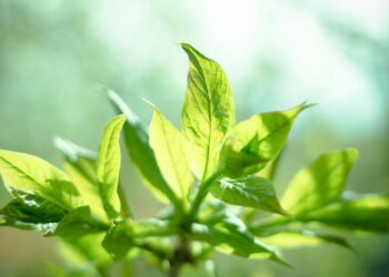 الإجهاد البيئي