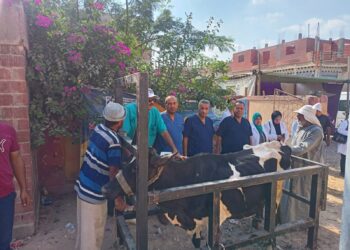 التناسليات الحيوانية