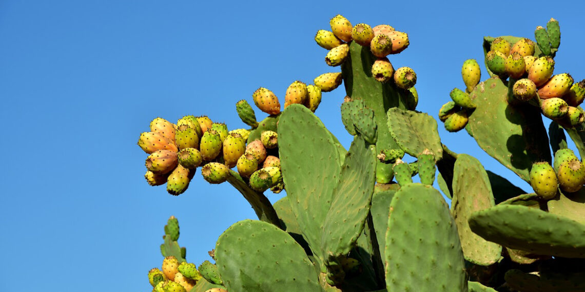 التين الشوكي.. الأهمية الاقتصادية ودوره في صناعة الأعلاف ومستحضرات التجميل 1 التين الشوكي