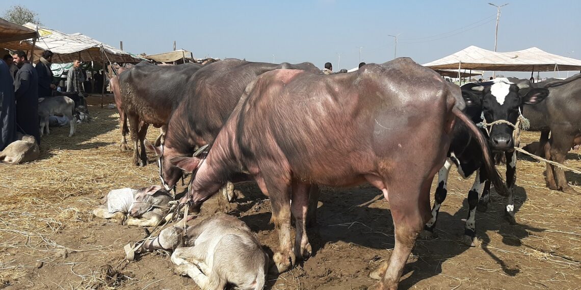 الجاموس العشر