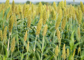 محصول الذرة الرفيعة