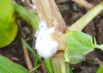 العفن الأبيض