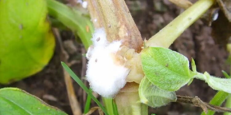 العفن الأبيض.. أيهما أفضل "التسميد النتراتي" أم "الأمونيومي"؟ 1 العفن الأبيض