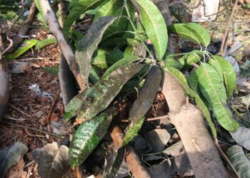 العفن الهبابي