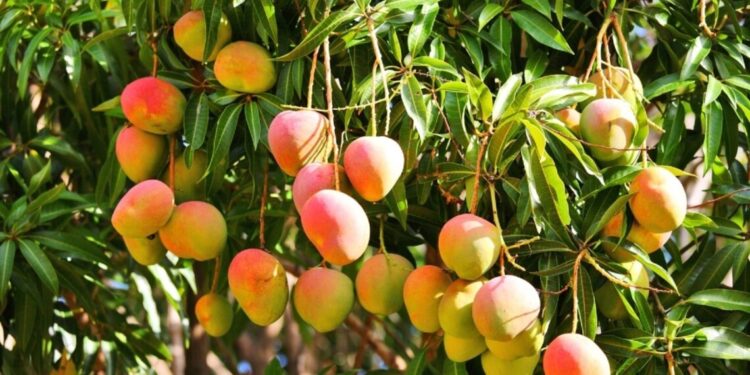 نصائح تساعد على التزهير في المحاصيل البستانية 1 التزهير