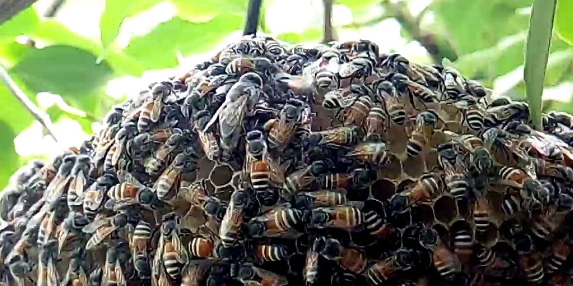 النحل القزم.. هل يمكن استخدامه في صناعة العسل؟ باحث "يجيب" 1 النحل القزم