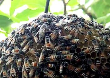 النحل القزم