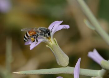 النحل القزم