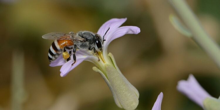 النحل القزم وحقيقة خطورته على السلالات المحلية 1 النحل القزم