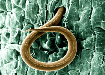 النيماتودا