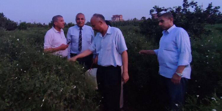 "زراعة محصول الياسمين" ندوة لبحوث البساتين بمحافظة الغربية 1 الياسمين