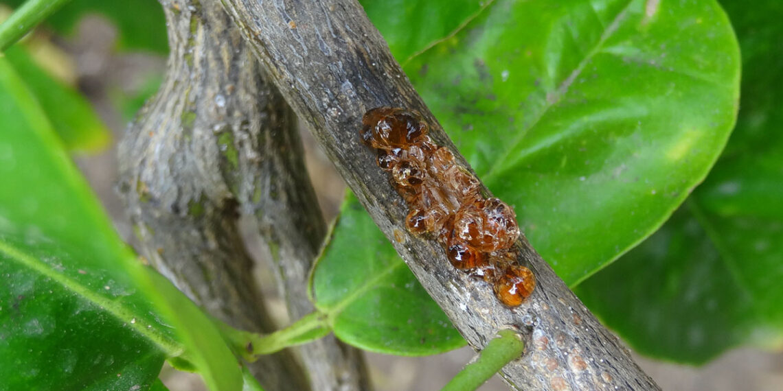 تصمغ الموالح.. 4 مسببات ومعاملتان زراعيتان تؤديان لحدوثه 1 تصمغ الموالح