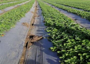 تذبذب في درجات الحرارة