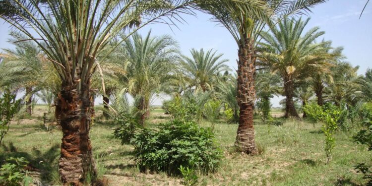 المخلفات الثمرية ونواتج تقليم النخيل وفوائدها لمشروعات التسمين وإنتاج الألبان 1 النخيل
