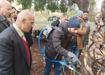 سوسة النخيل