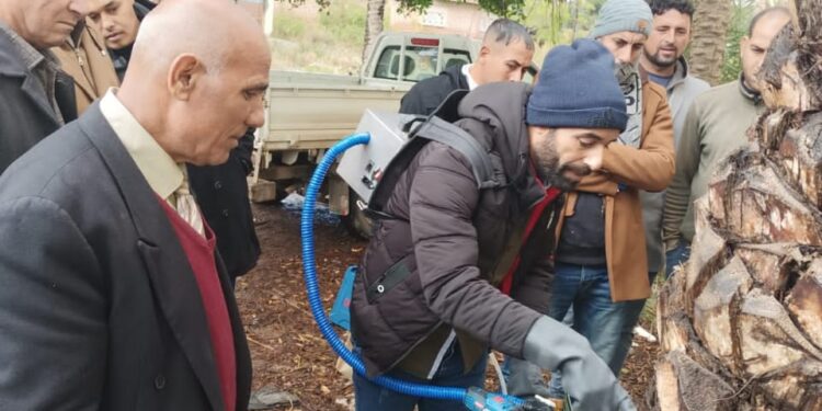 الزراعة توفر أكثر من 25 ألف عبوة تكفي لعلاج حوالي ٢٥٠ ألف نخلة من سوسة النخيل 1 سوسة النخيل