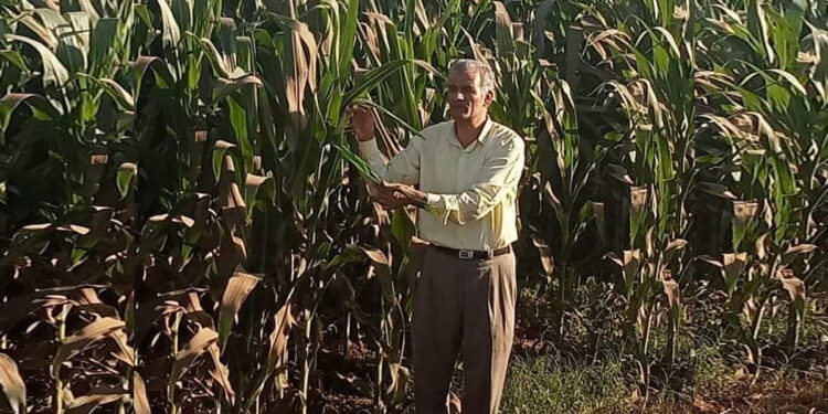 "زراعة أسيوط" تواصل جولاتها المرورية للاطمئنان على محصول الذرة 1 محصول الذرة