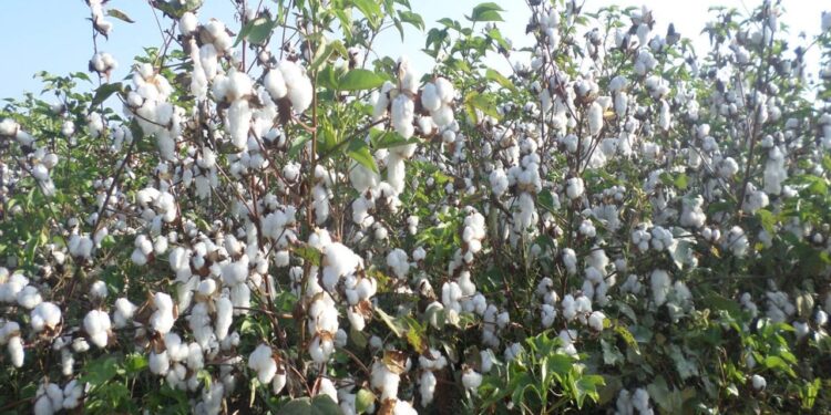 أهداف مبادرة "القطن الأفضل" وانعكاساتها على تحسين المنتج المصري 1 آفات القطن