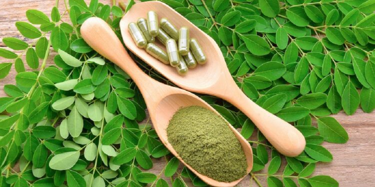 كسب المورينجا.. استخداماته وفوائده لمشروعات الإنتاج الحيواني والألبان 1 كسب المورينجا