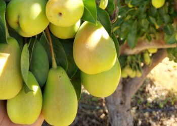 محصول الكمثرى