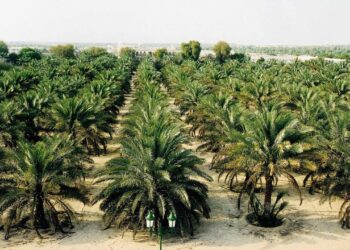 مزرعة توشكى