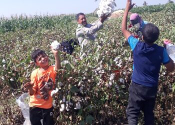 مكافحة الآفات