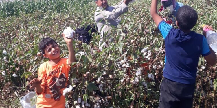 مكافحة الآفات