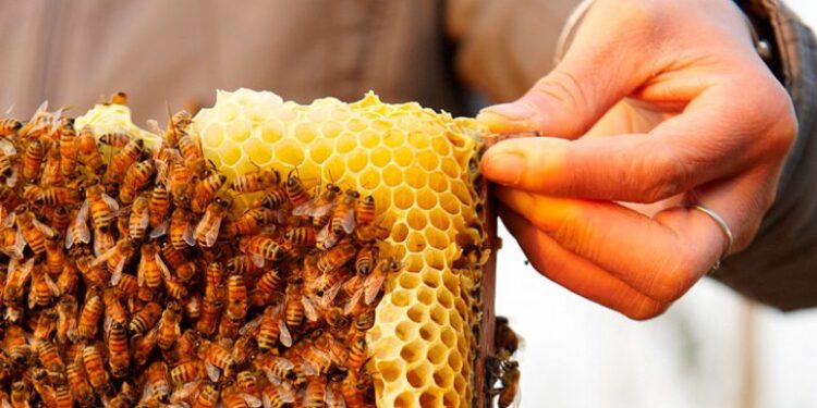 نحل العسل: أهميته الاقتصادية ومنتجاته القيمة 1 نحل العسل