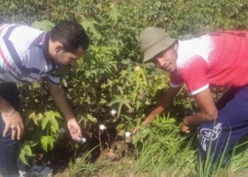 مديرية الزراعة ببورسعيد