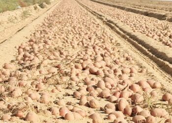 أبرز أنشطة مشروع مكافحة وحصر العفن البني في البطاطس خلال شهر أغسطس